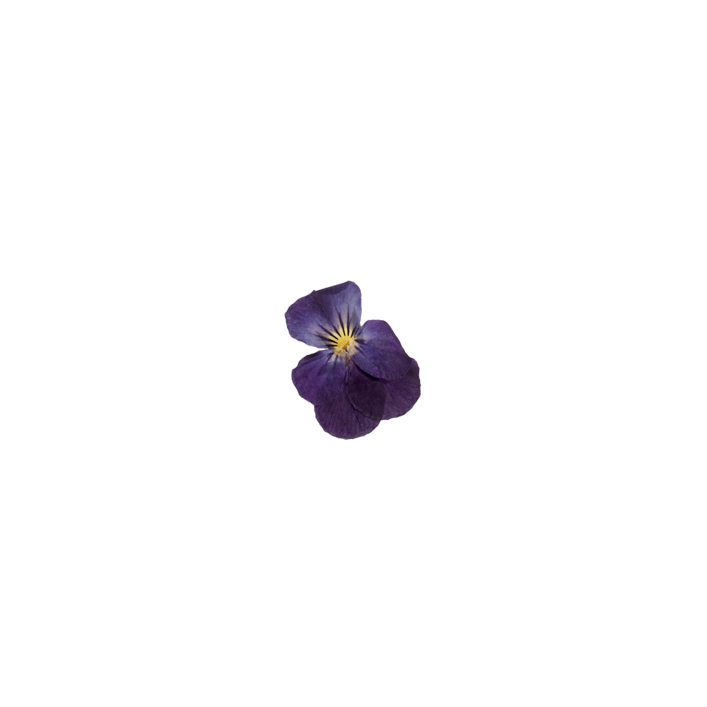 פרח 1