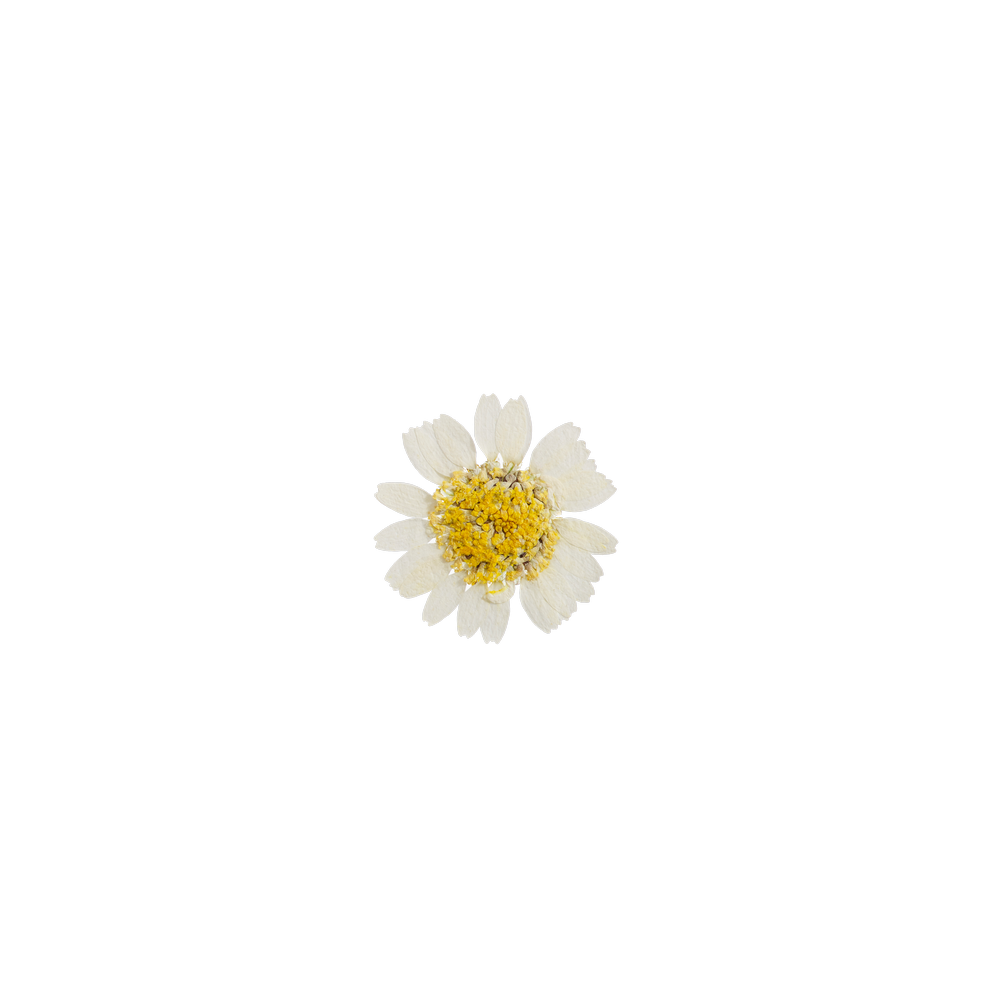 פרח 3